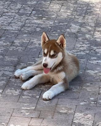 Cuccioli Siberian Husky