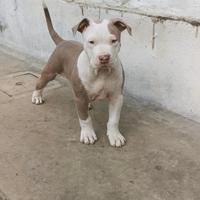 American Pit Bull Terrier