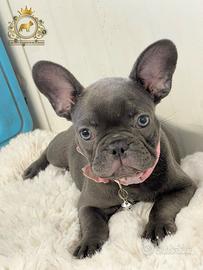 Baby Principessina Bulldog Francese Total Blu