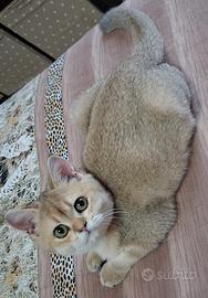 Cucciola scottish straight campania con pedigree