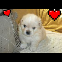 Cucciolo Maltipoo Mini toy da borsetta