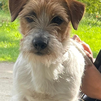 Jack russel per monte