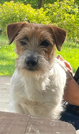 Jack russel per monte