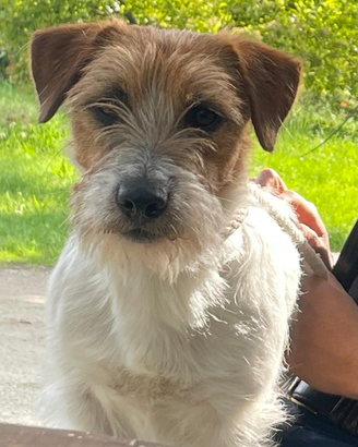 Jack russel per monte