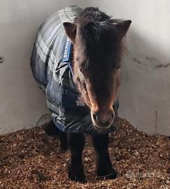 Pony Falabella
