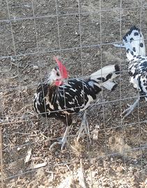Galline ornamentali