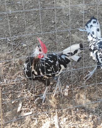 Galline ornamentali