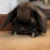 Coniglietto - Ariete Nano (razza pura)