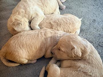 Cuccioli di barboncino