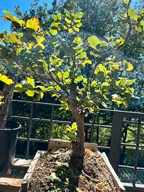 Pre bonsai