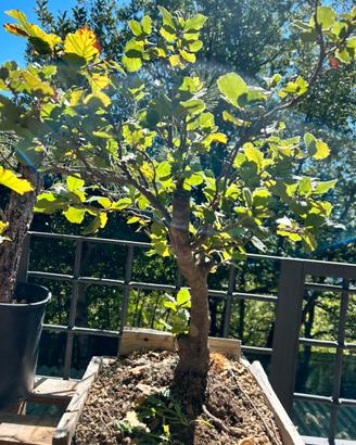 Pre bonsai