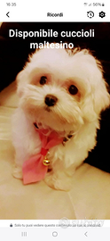 Cucciola Maltese