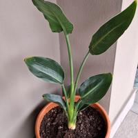 piante di strelitzia 