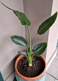 piante di strelitzia 