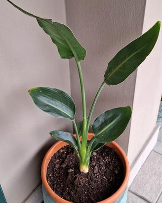 piante di strelitzia 