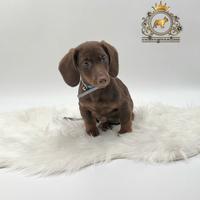 Strepitoso Bassottino Choco