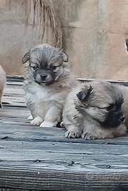Spiz di pomerania