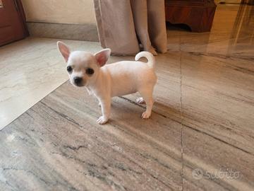 Chihuahua
