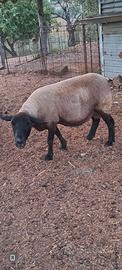 Pecora suffolk pura di 5 anni euro 150