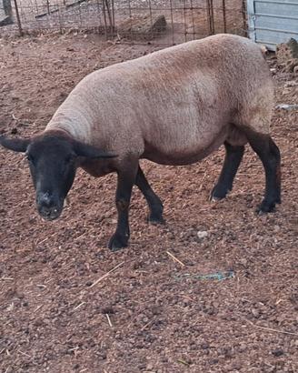 Pecora suffolk pura di 5 anni euro 150