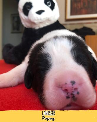 Cucciolo di Landseer - Cuccioli Landseer Puppy