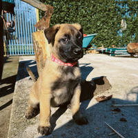 Cuccioli pastore belga malinois con pedigree