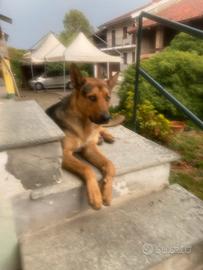 Cane pastore