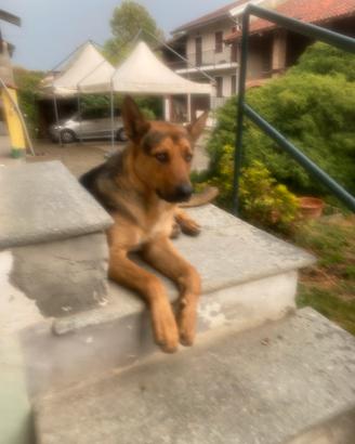 Cane pastore