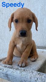 Cucciolotti amore salvare