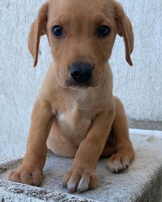Cucciolotti amore salvare