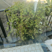 Parabrezza scooter 50/125