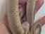 Immagine 4