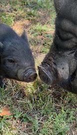Maialino nani da compagnia