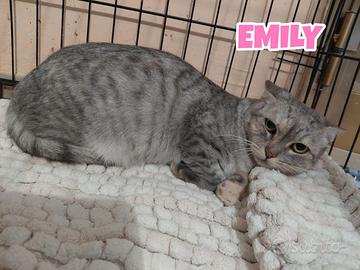 Emily gattina tigrata di 6 mesi