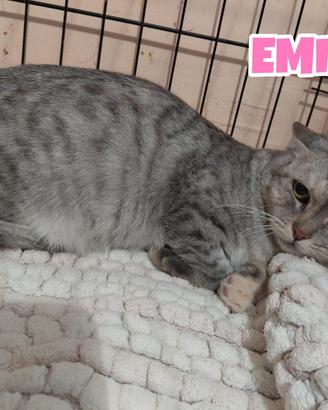 Emily gattina tigrata di 6 mesi