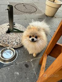 Volpino di Pomerania Maschio