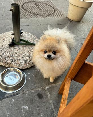Volpino di Pomerania Maschio