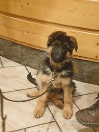 Ultima cucciola di pastore tedesco