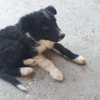Cuccioli incrocio Border Collie