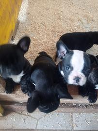 Bulldog Francese cuccioli