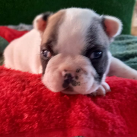 Cucciolo di bouledogue francese