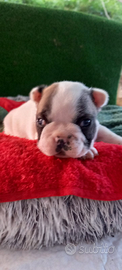 Cucciolo di bouledogue francese