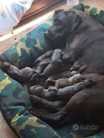 Cuccioli Labrador Chocolate