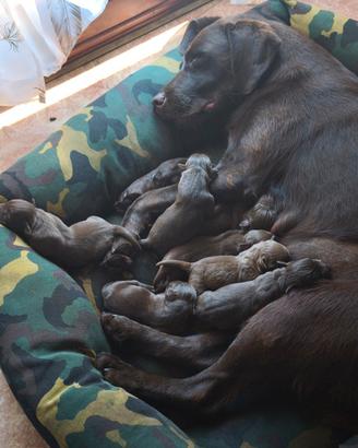Cuccioli Labrador Chocolate