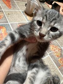 3 gatti di 2 mesi