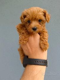 Maltipoo femmina toy