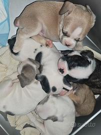 Bulldog Francese cucciole