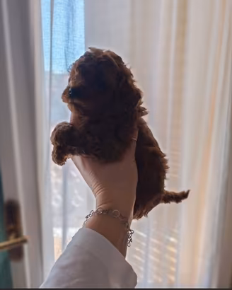 cuccioli Barboncino Toy 