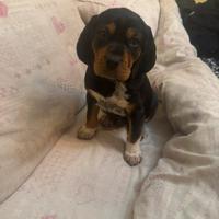 Cucciolo di cane da caccia