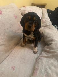 Cucciolo di cane da caccia